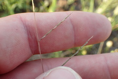 Schedonnardus paniculatus