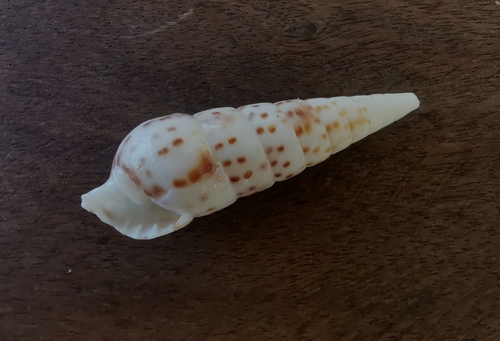 タケノコクチキレガイ