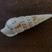 タケノコクチキレガイ
