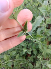 Carlowrightia texana