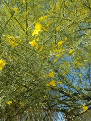 Angiospermae