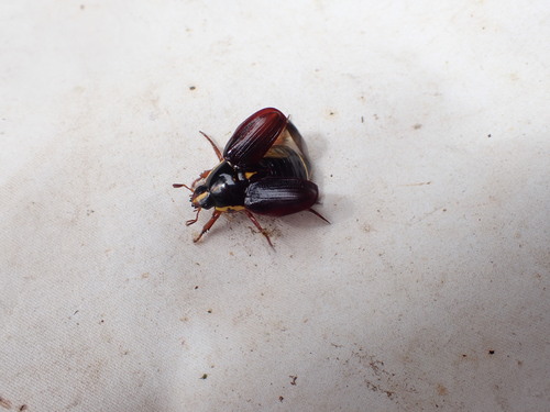 Rutela striata striata