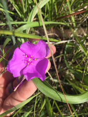 Tradescantia