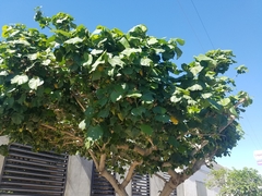 Angiospermae