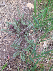 Pedicularis centranthera