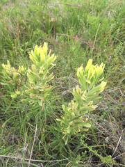 Castilleja flava