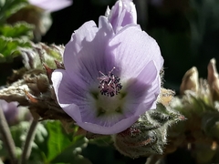 Tarasa hornschuchiana