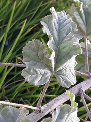 Tarasa hornschuchiana