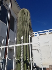 Cactaceae