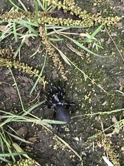 Arachnida
