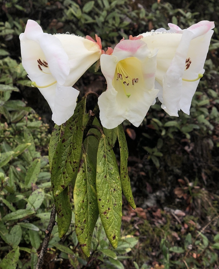 Rhododendron lindleyi