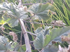 Tarasa hornschuchiana