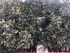 Melicoccus oliviformis