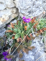Primula glaucescens