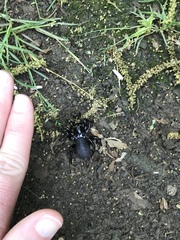 Arachnida