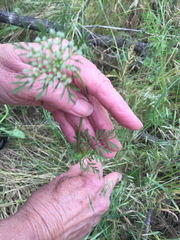Daucus pusillus