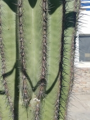 Cactaceae