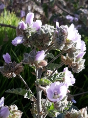Tarasa hornschuchiana
