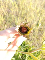 Silphium gracile