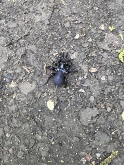 Arachnida