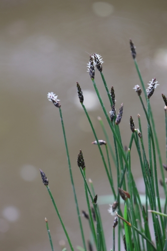 Eleocharis uniglumis