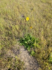 Silphium gracile