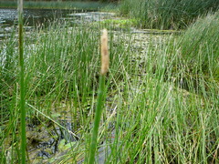 Eleocharis macrostachya
