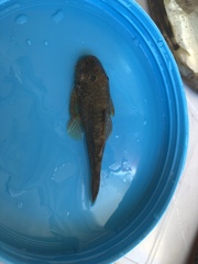 Chaetostoma