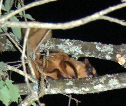 Bhutan Giant Flying Squirrel