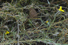 Osteospermum ciliatum