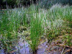 Eleocharis macrostachya