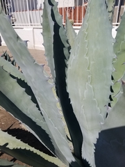 Asparagaceae