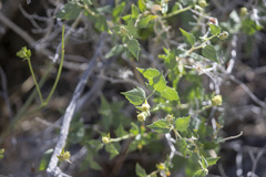 Brickellia atractyloides