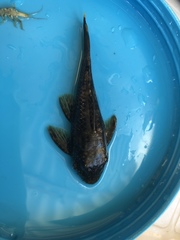 Ancistrus malacops
