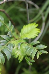 Falcatifolium