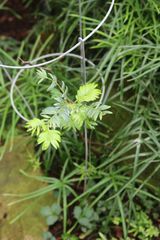 Falcatifolium