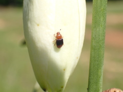Caplothorax melanopterus