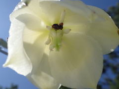 Caplothorax melanopterus