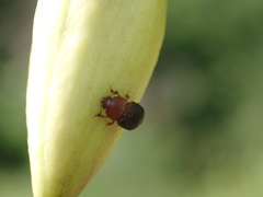 Caplothorax melanopterus
