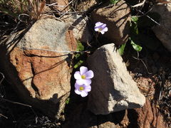 Oxalis commutata