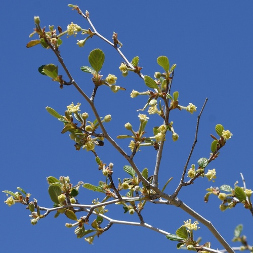 Birch-leaf Mountain-mahogany