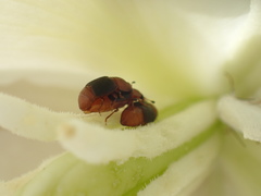 Caplothorax melanopterus