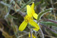 Osteospermum ciliatum