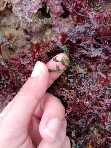 Lychaete pellucida observed 2024-03-12