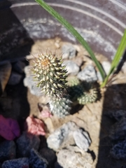 Cactaceae