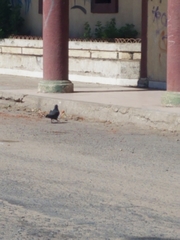 Columba livia