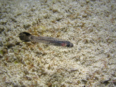 Jelly Cardinal photo 5