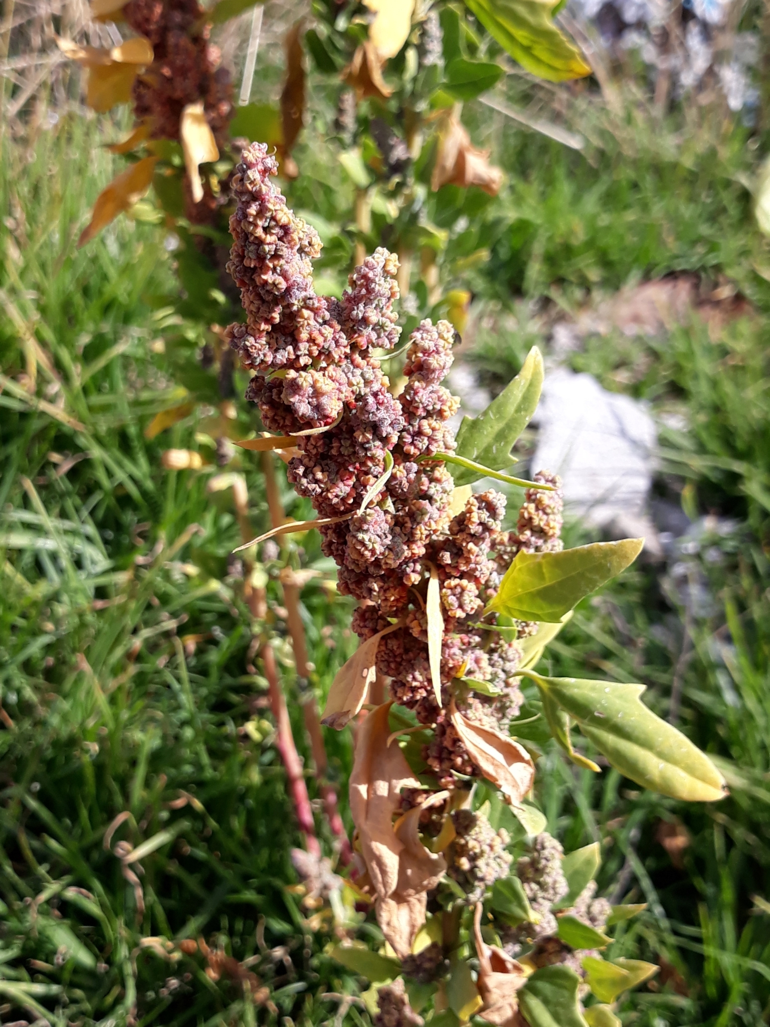Imagem de Quinoa