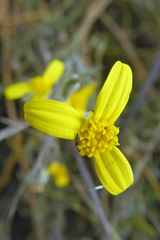 Osteospermum ciliatum