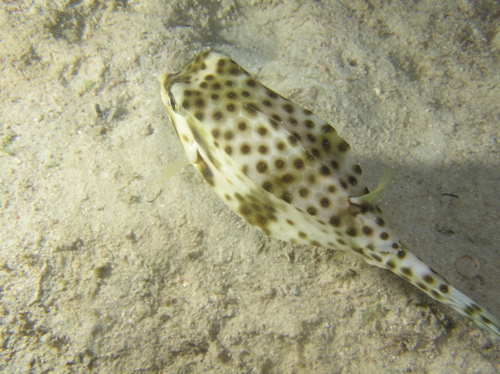 Shortnose boxfish (Rhynchostracion nasus) — Ostraciidae — 4